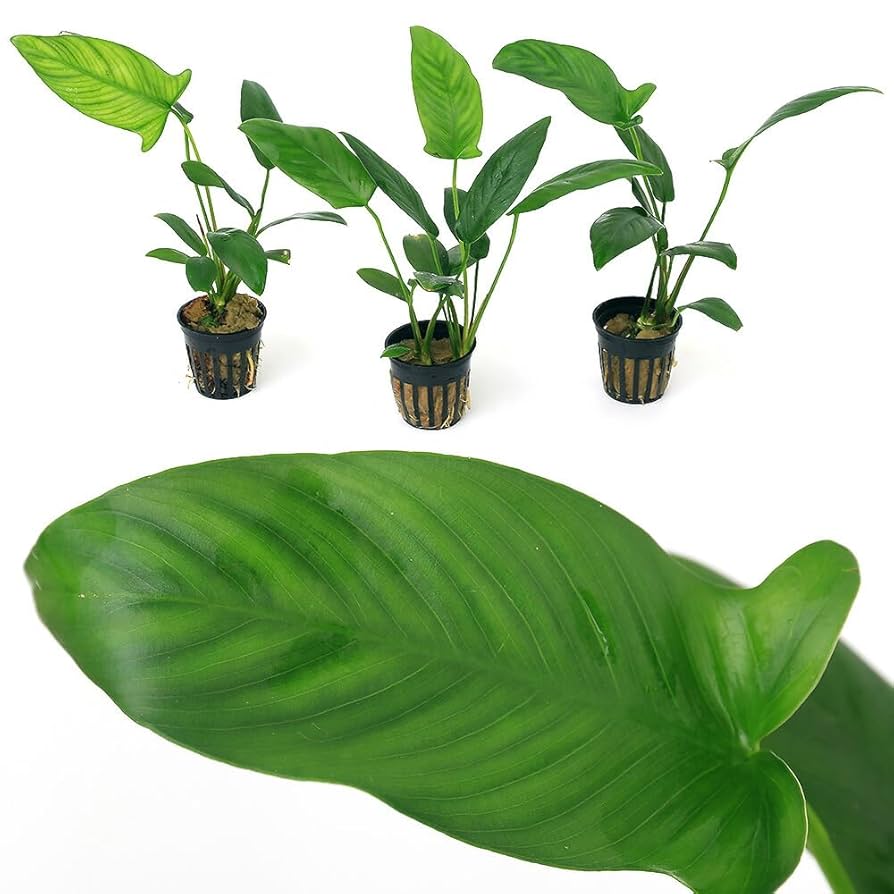 ギガンティア♂️ Amazon.co.jp: （水草）アヌビアス ギガンティア（水上葉）（1